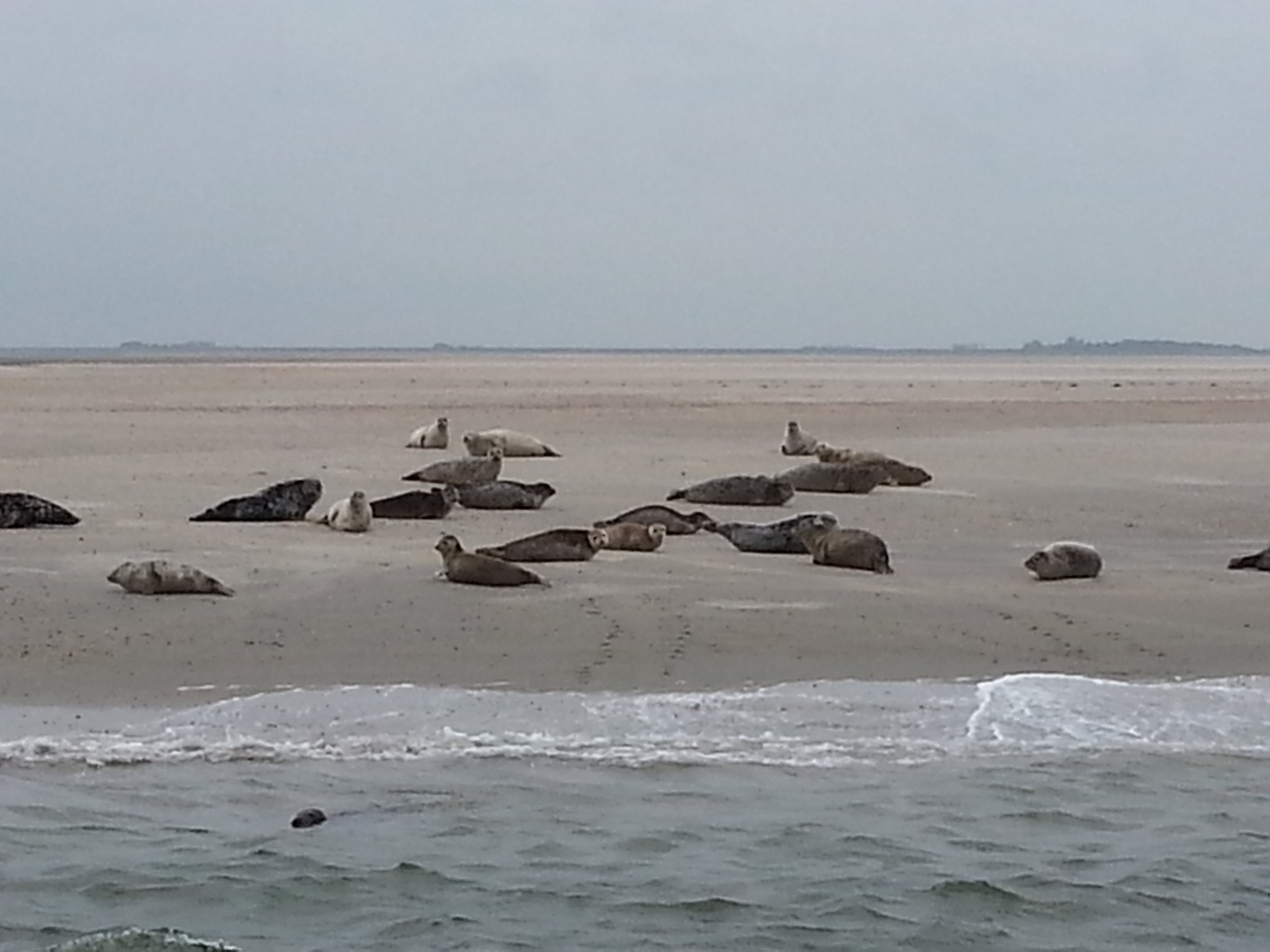 HWK Texel 113.jpg